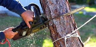  Warrior, AL Tree Removal Pros