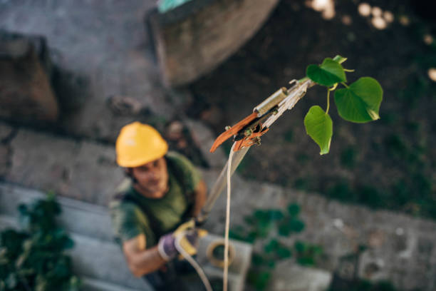 Best Tree Disease Treatment  in Warrior, AL