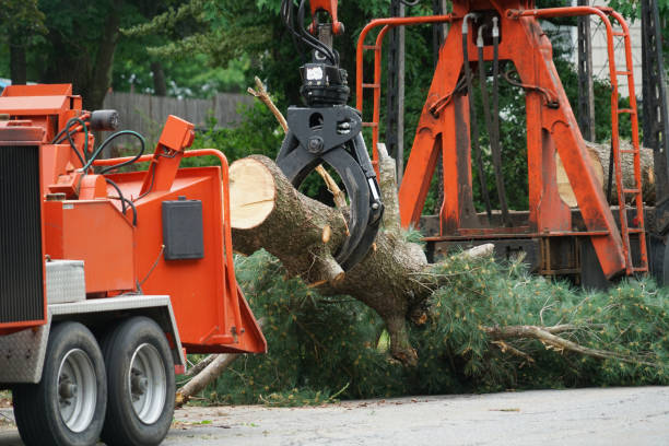 Best Lawn Drainage Solutions  in Warrior, AL