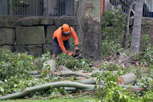 Best Tree Removal  in Warrior, AL