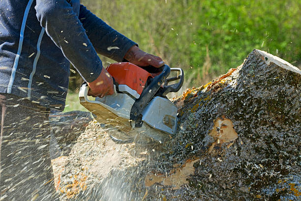 Best Leaf Removal  in Warrior, AL
